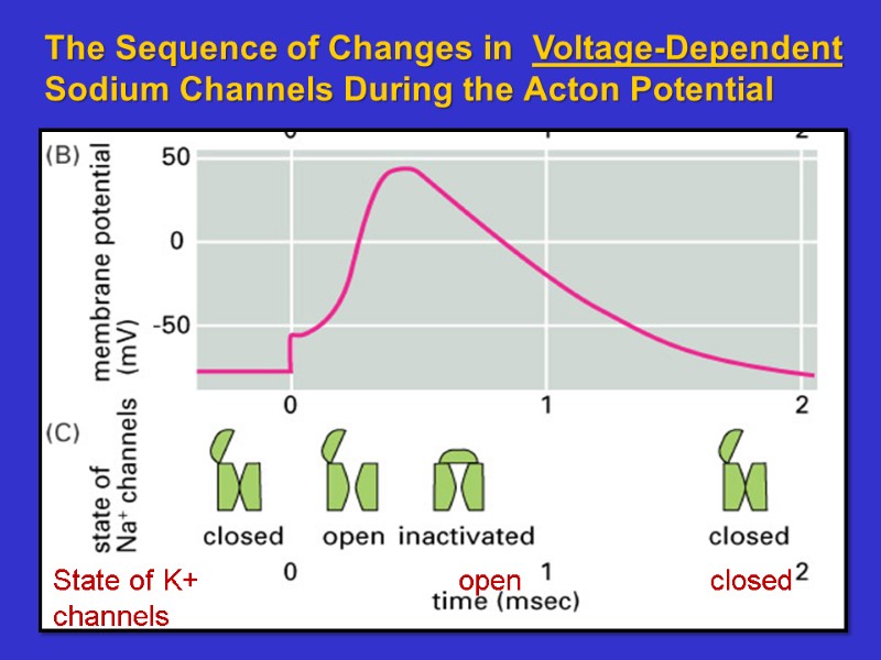 The Sequence of Changes in  Voltage-Dependent Sodium Channels During the Acton Potential State